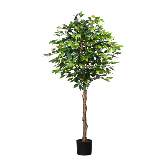 Ficus Benjamin 180cm (plastový obal)_1