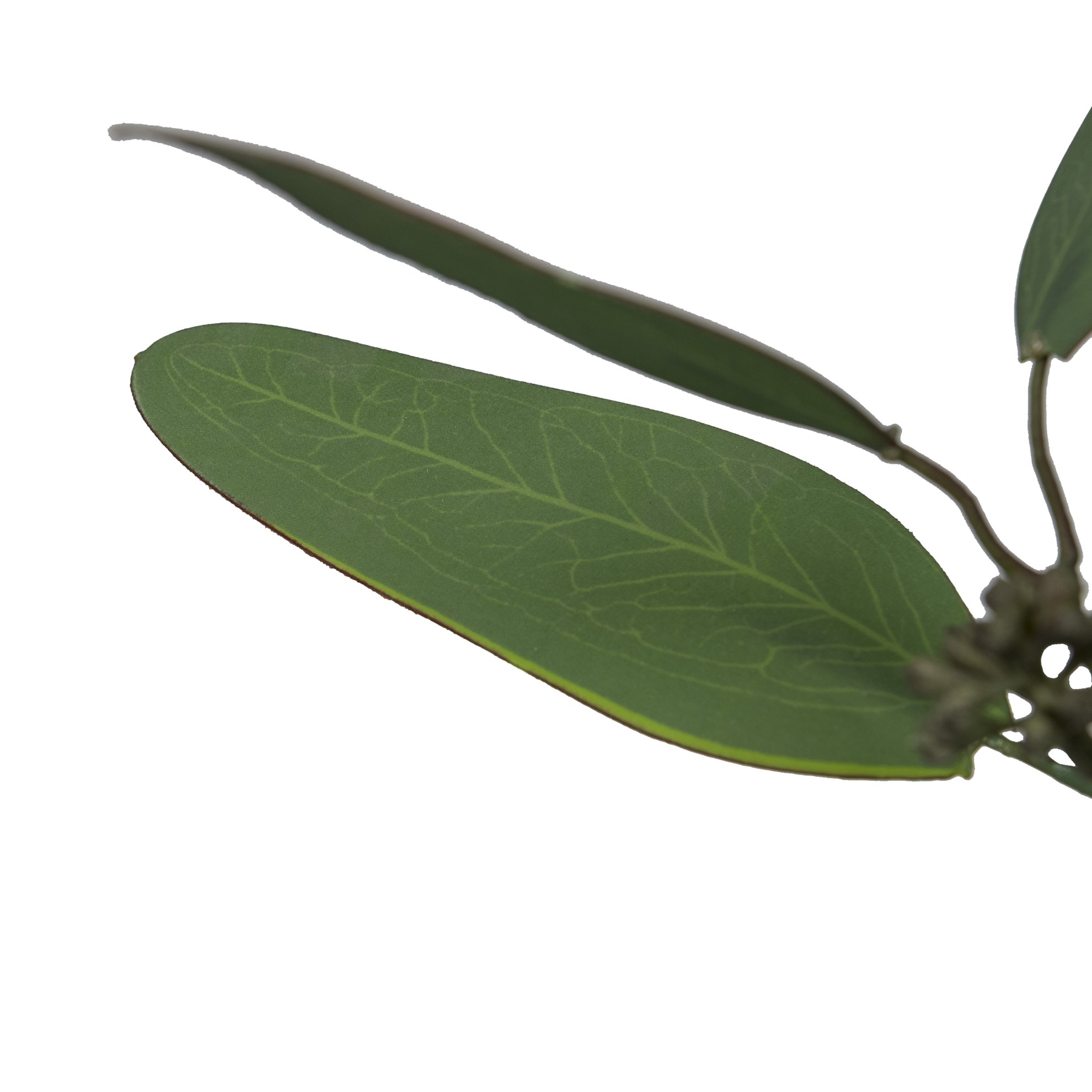 Eukalyptus svazek s plody 38 cm, šedá_0